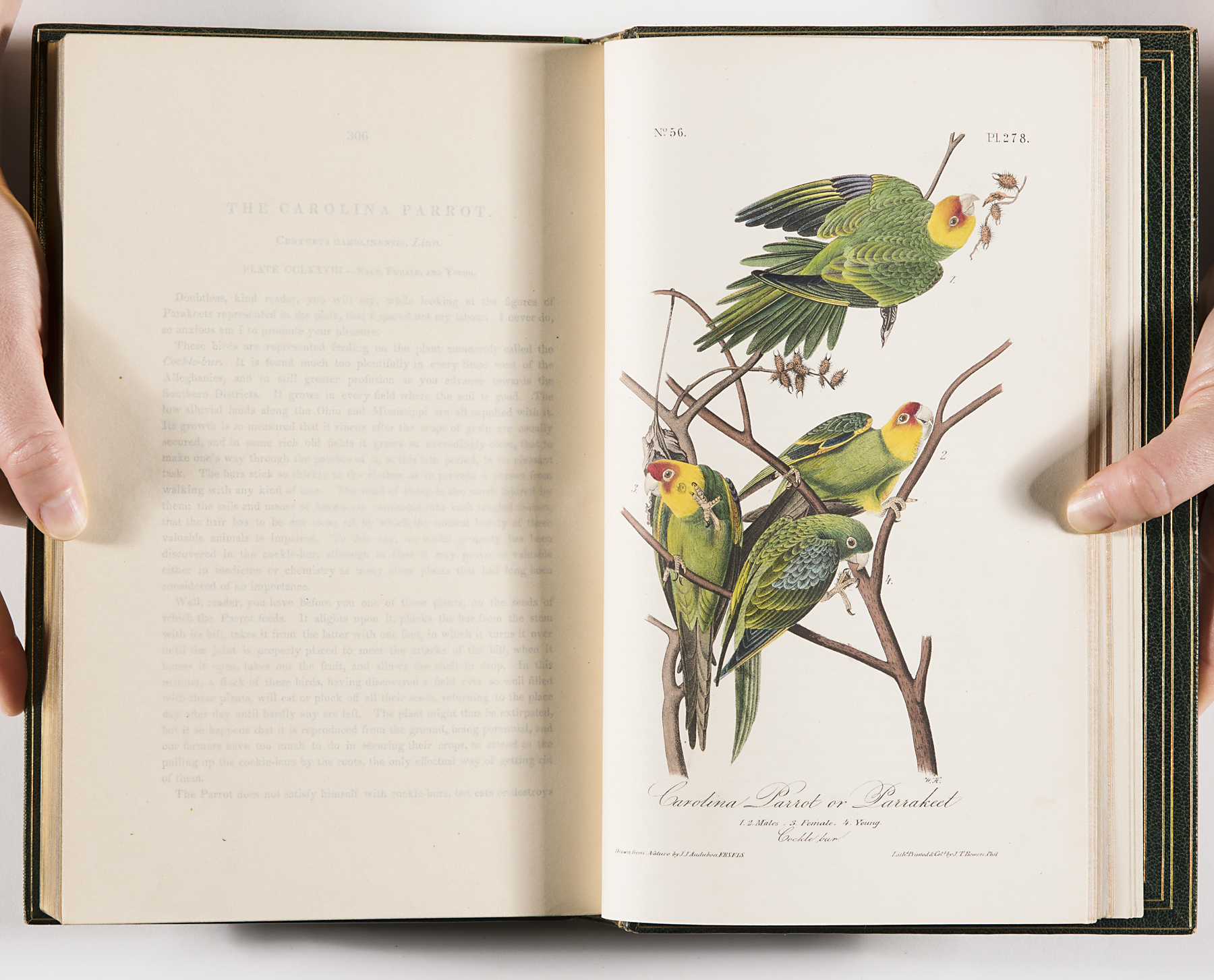 Carolina Parrot, Psittacus carolinensis [Conuropsis carolinensis]
