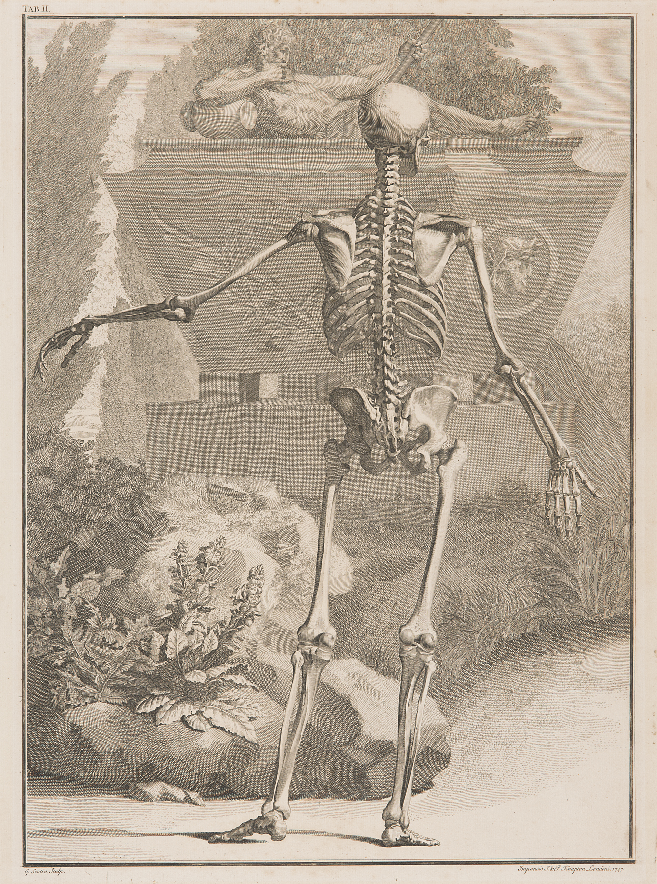 Tab. VIII The Skeleton, Back View