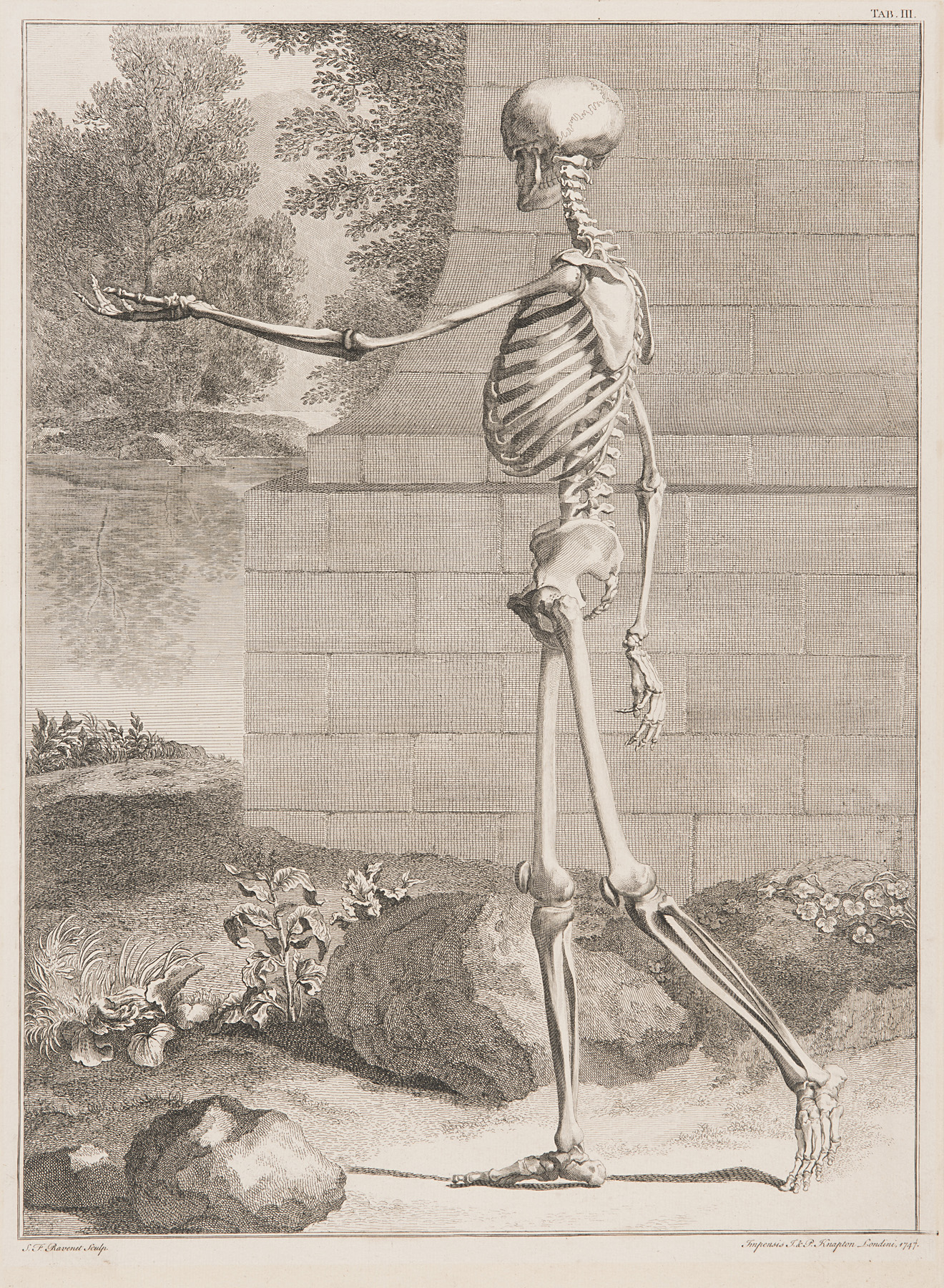 Tab. III The Skeleton, Side View