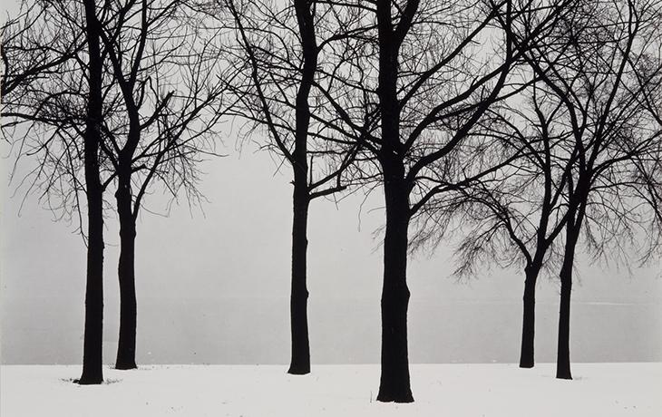 Picturing Winter Trees
