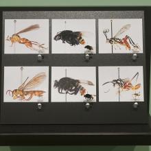 exhibition image from 39 Trails: Research in the Peruvian Amazon