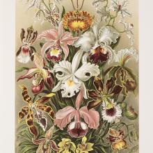 <a href="https://spencerartapps.ku.edu/collection-search#/object/57236" target="_blank"><i>Orchids</i> (<i>Orchidae</i>) by Ernst Haeckel</a>