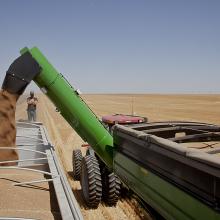 <a href="https://spencerartapps.ku.edu/collection-search#/object/58332" target="_blank"><i>Transferring wheat from hopper to truck, Kiowa County, Kansas, June 2012</i> by Larry Schwarm</a>