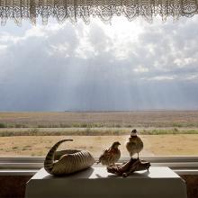 <a href="https://spencerartapps.ku.edu/collection-search#/object/58347" target="_blank"><i>Armadillo and quail in window, Kiowa County, Kansas, August 2011</i> by Larry Schwarm</a>