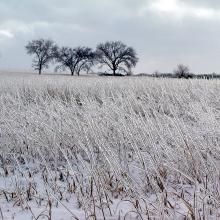 “This is a photograph I took after an ice storm in rural Douglas County on Feb. 9, 2001. The ice-covered grasses made a chiming sound in the light wind. The trees are now gone.” — Steve Goddard