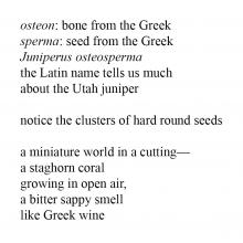 osteon: bone from the Greek/ sperma: seed from the Greek/ Juniperus osteosperma/ the Latin name tells us much/ about the Utah juniper/  notice the clusters of hard round seeds/  a miniature world in a cutting—/ a staghorn coral/ growing in open air,/ a bitter sappy smell/ like Greek wine/ — Judith Major