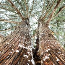 Winter trees around Baldwin City — Rebecca D. McMillen