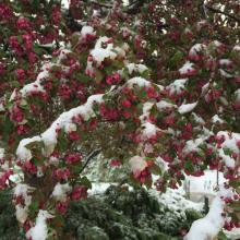 "Results of early Spring snowstorm, Lawrence, KS." — Joshua L. Rosenbloom