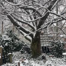 Photo featuring a snow covered Kwanzan Cherry Tree in the backyard of my Capitol Hill, Washington, DC home! The tree is as beautiful in the Winter as it is in full blossom during the Spring!" — Clarence S Haynes, KU Class of ‘71