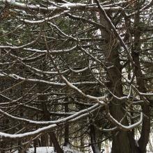 "November 2018, Mono Cliffs, Ontario, CA. A day hike through an ancient round of cedar trees in the snow." — Marcie Miller Gross 