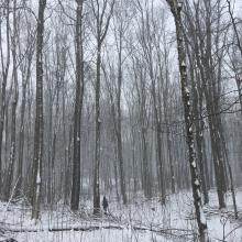 "November 2018, Mono Cliffs Provincial Park, Ontario, CA. Day hike through a snowy stand of beech trees." — Marcie Miller Gross 